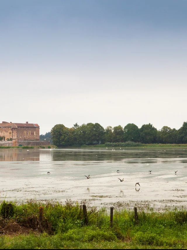 Etang de Bouligneux, dans la Dombes