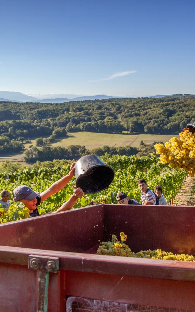 Vendanges dans les vignes du Bugey