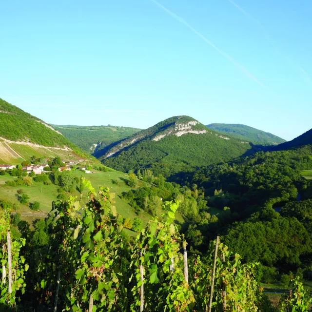 Montagnieu, dans le Vignoble du Bugey