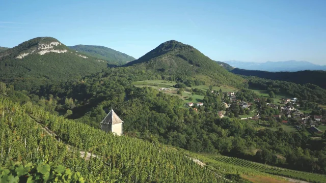 Vignoble du Bugey