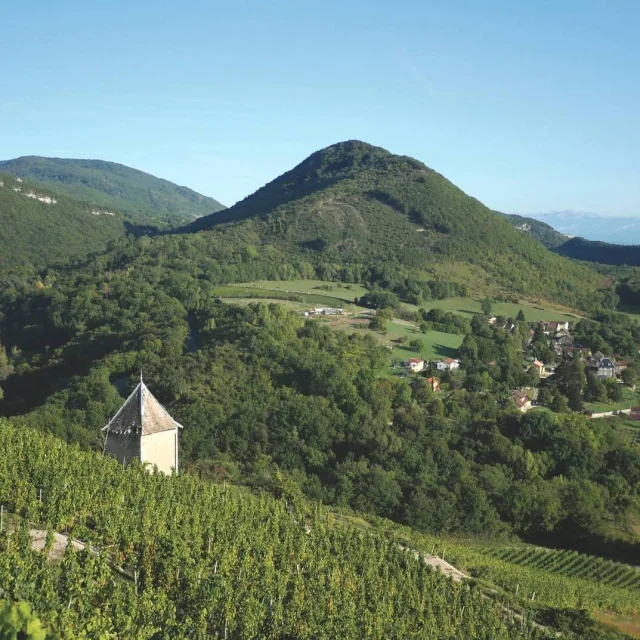 Bugey vineyards