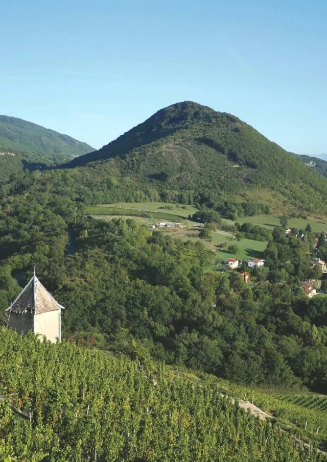 Bugey vineyards