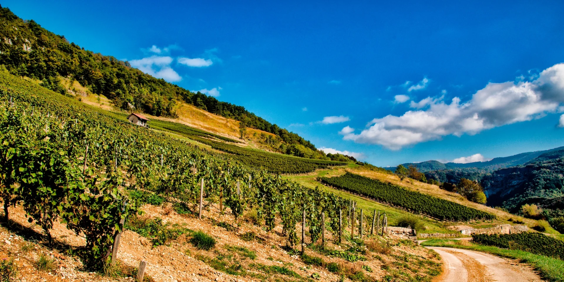 Vignes à Cerdon, Vins AOC du Bugey