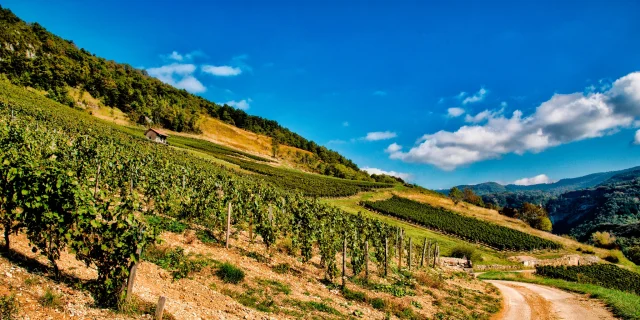 Weinberge in Cerdon, AOC-Weine aus Bugey