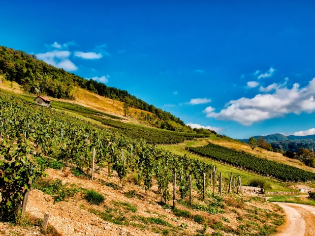 Vignes à Cerdon, Vins AOC du Bugey