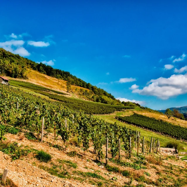 Weinberge in Cerdon, AOC-Weine aus Bugey