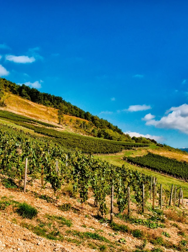 Vignes à Cerdon, Vins AOC du Bugey