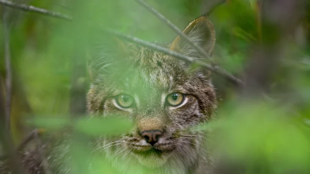 Lynx