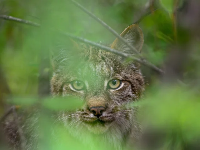 Lynx
