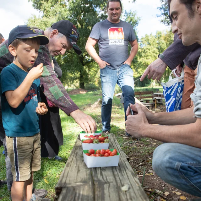 Terroir, children and adults eating cherry tomatoes