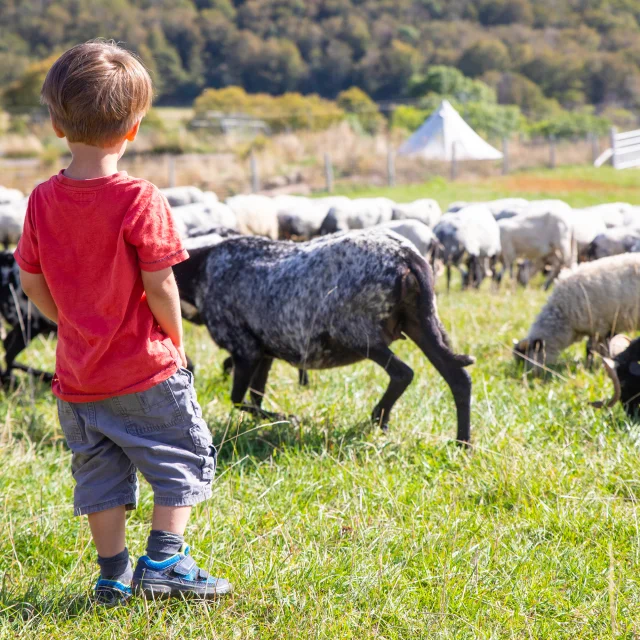 Terroir, child observing a herd of goats