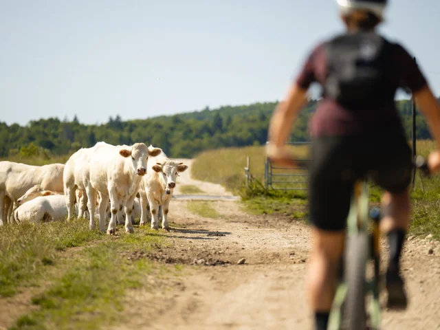 Terroir, vaches et ballade en vélo
