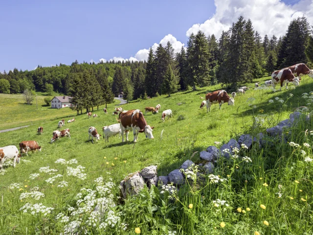Terroir, vaches dans le pays de Gex