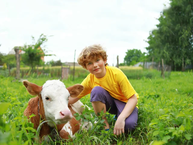 Terroir, veau et adolescent
