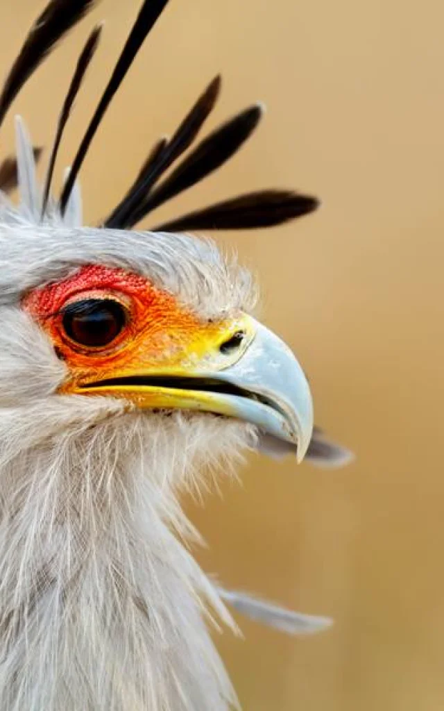Oiseau du Parc des Oiseaux