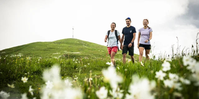 Spring hiking at Grand Colombier, when the daffodils are in bloom