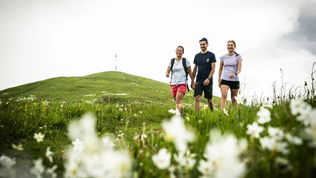 Spring hiking at Grand Colombier, when the daffodils are in bloom