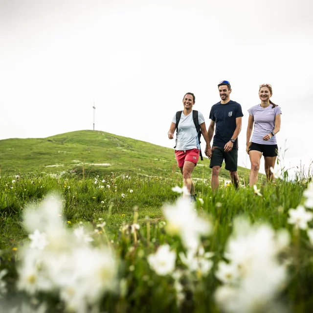 Wanderung zum Grand Colombier im Frühling, wenn die Narzissen blühen