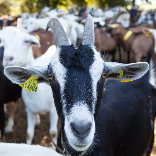 la Ferme des Pampilles