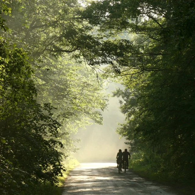 Couple on bicycles in the forest