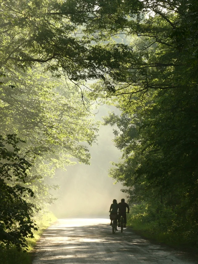 Couple à vélo dans la Forêt
