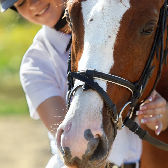 Cheval dans l'Ain