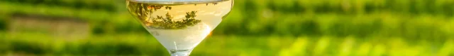Glass of white wine