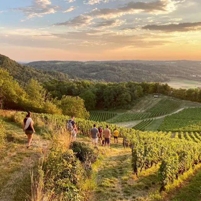 Balade et dégustation dans les vignes de Cerdon