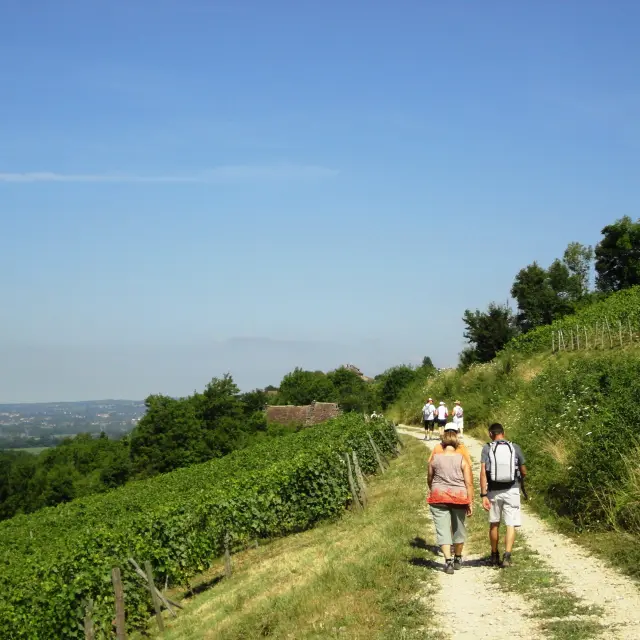 Balade gourmande : la Vigneronne