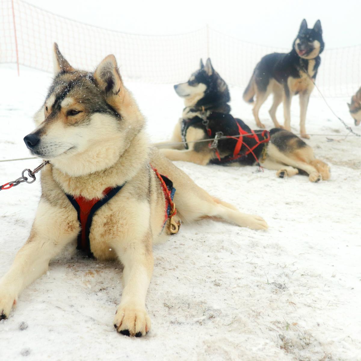 Cani-rando on the Pilat ridges | adt-loire