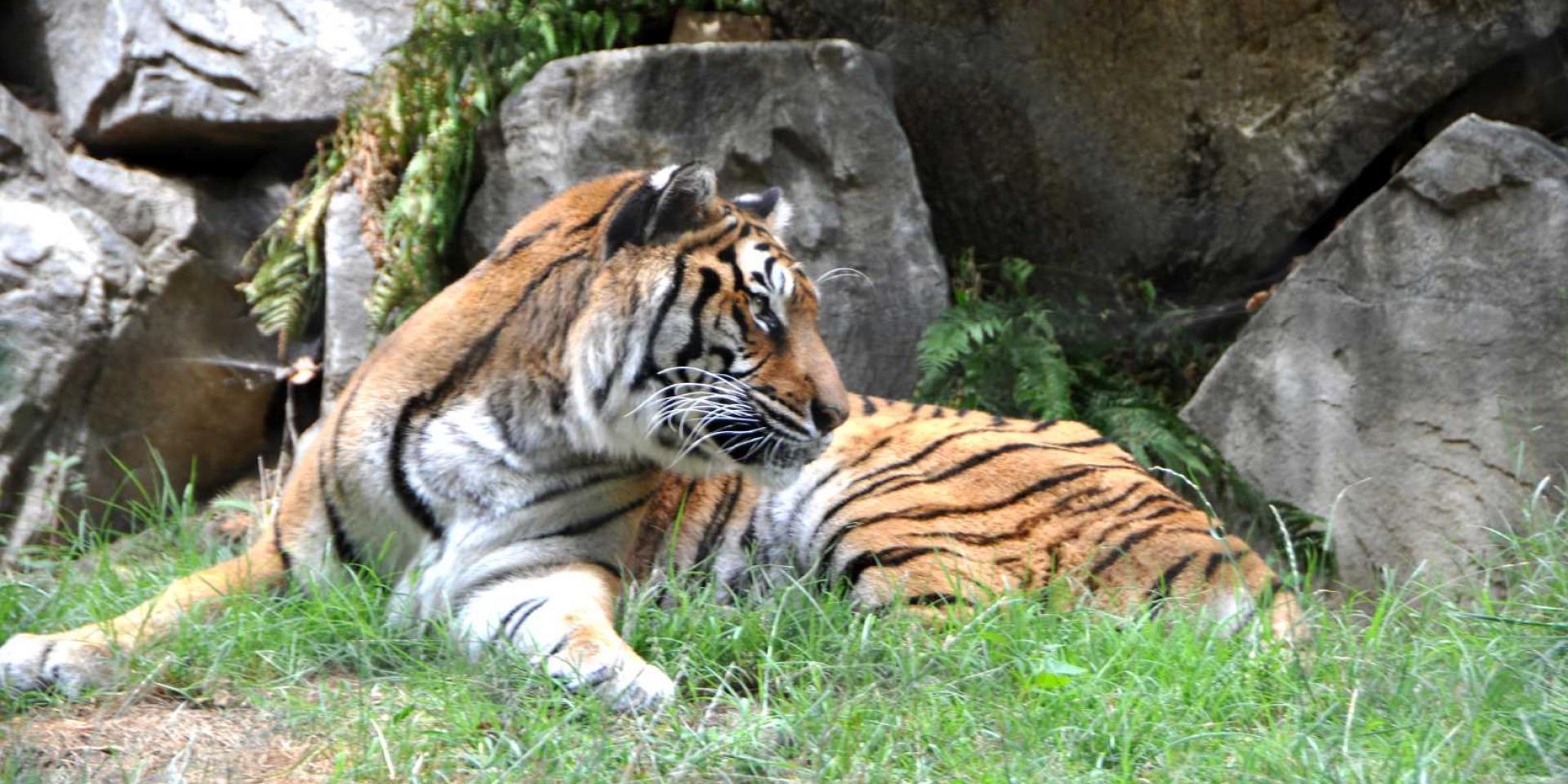 Sem St Martin La Plaine Zoo (16) ©adt42 Evelyne Deveaux