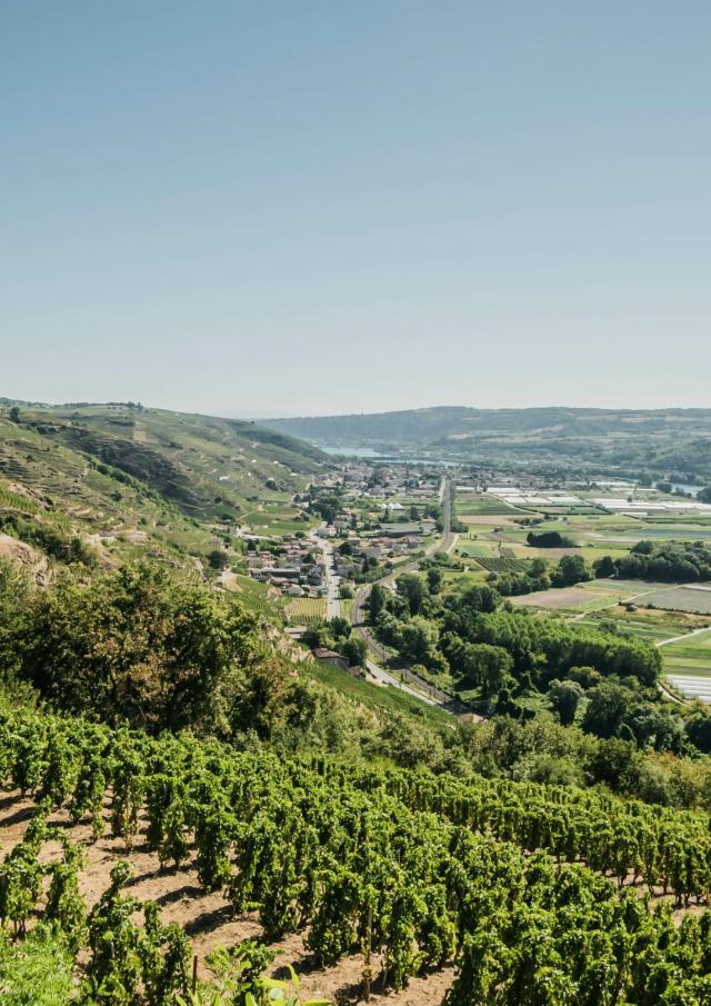 Shooting Vignobles Tupins Et Semons 08 2022 © Vienne Condrieu Tourisme 2 Min