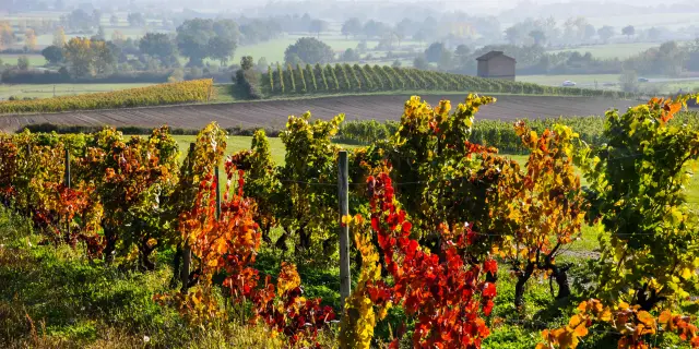 Vignobles Champdieuevelyne Deveaux 7 Scaled 1