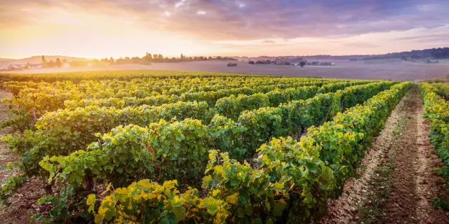 Paysage de vignes de l'AOC chinon, à Beaumont-en-Véron.