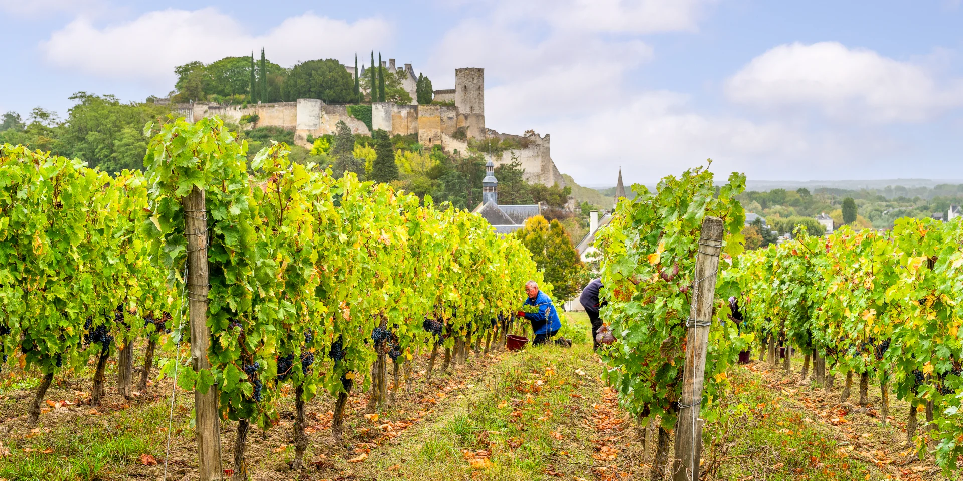 Vendanges dans le vignoble de Chinon
