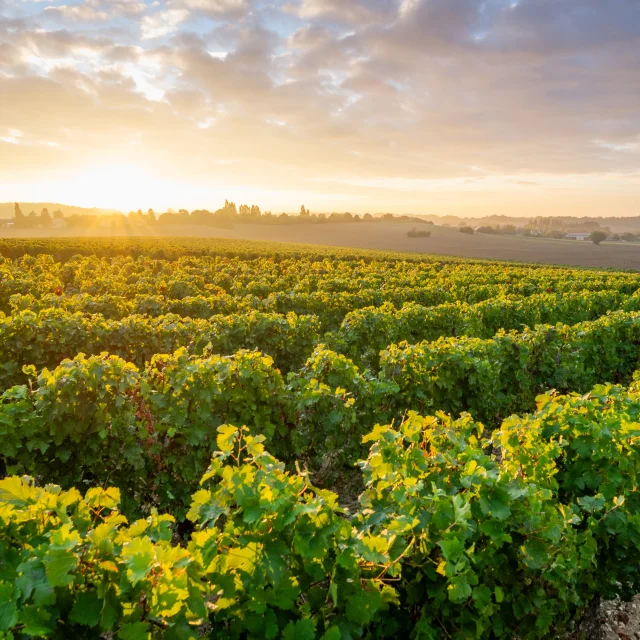 Vignes à Beaumont En Veron AOC Chinon