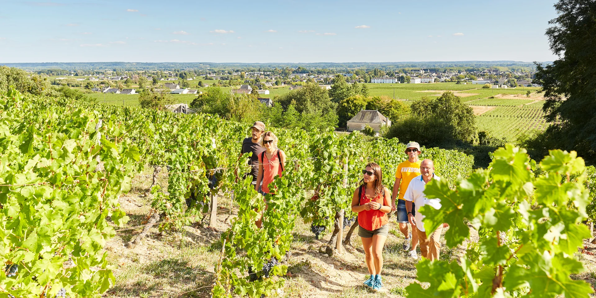 Vignes de Saint Nicolas de Bourgueil