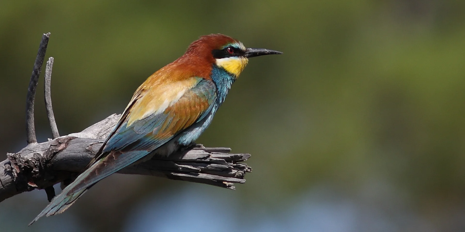 Ligue Protection Oiseaux Lpo Touraine