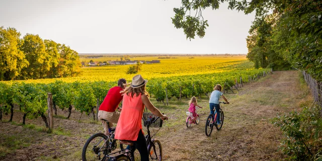 A vélo dans le vignoble de Bourgueil.