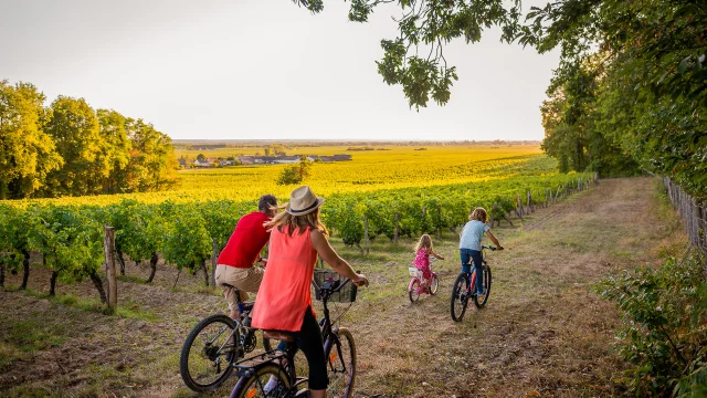 A vélo dans le vignoble de Bourgueil.