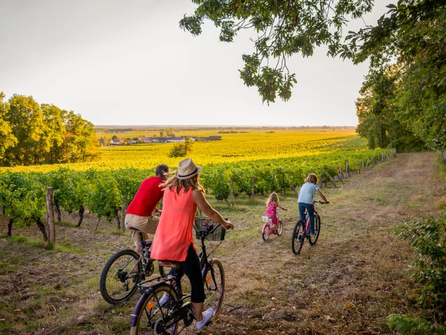 A vélo dans le vignoble de Bourgueil.