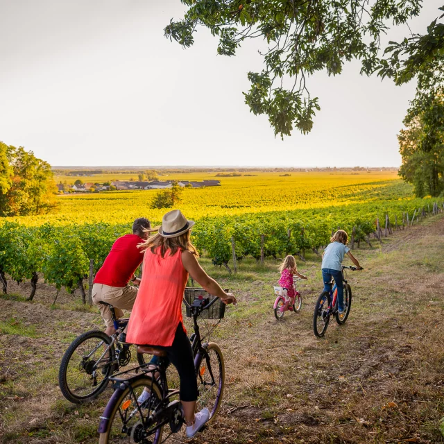 A vélo dans le vignoble de Bourgueil.