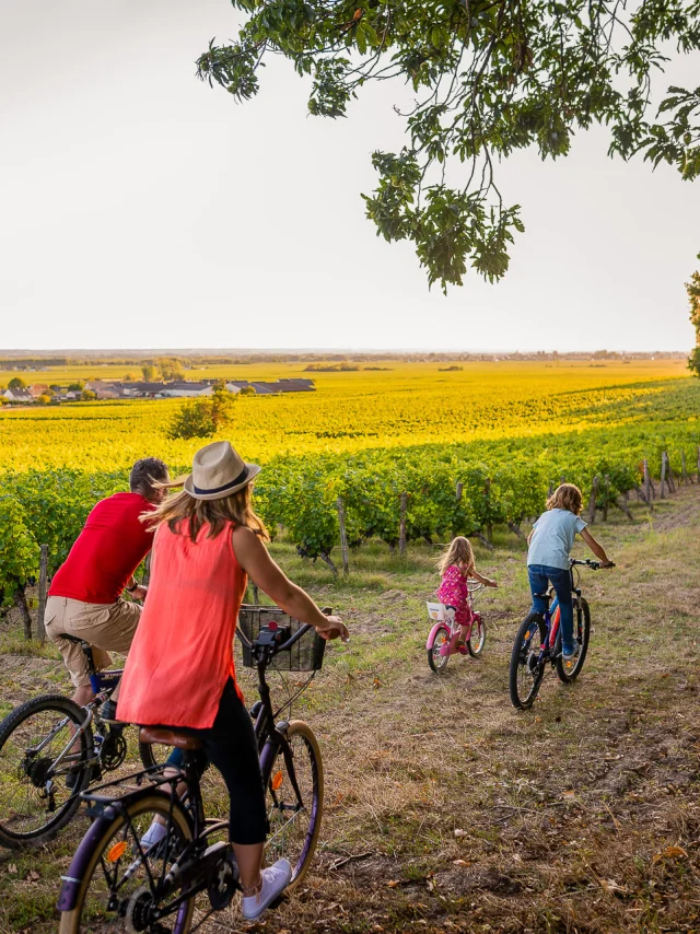 A vélo dans le vignoble de Bourgueil.