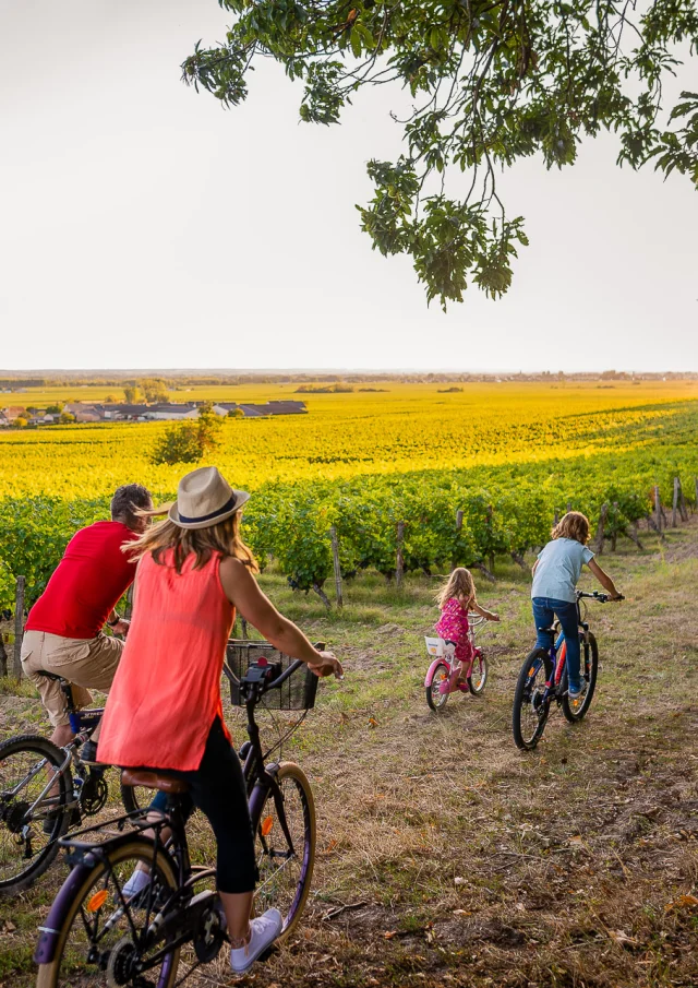 A vélo dans le vignoble de Bourgueil.