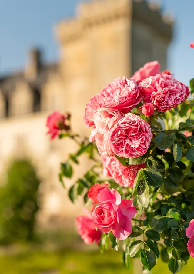 Rosier jardin de Villandry