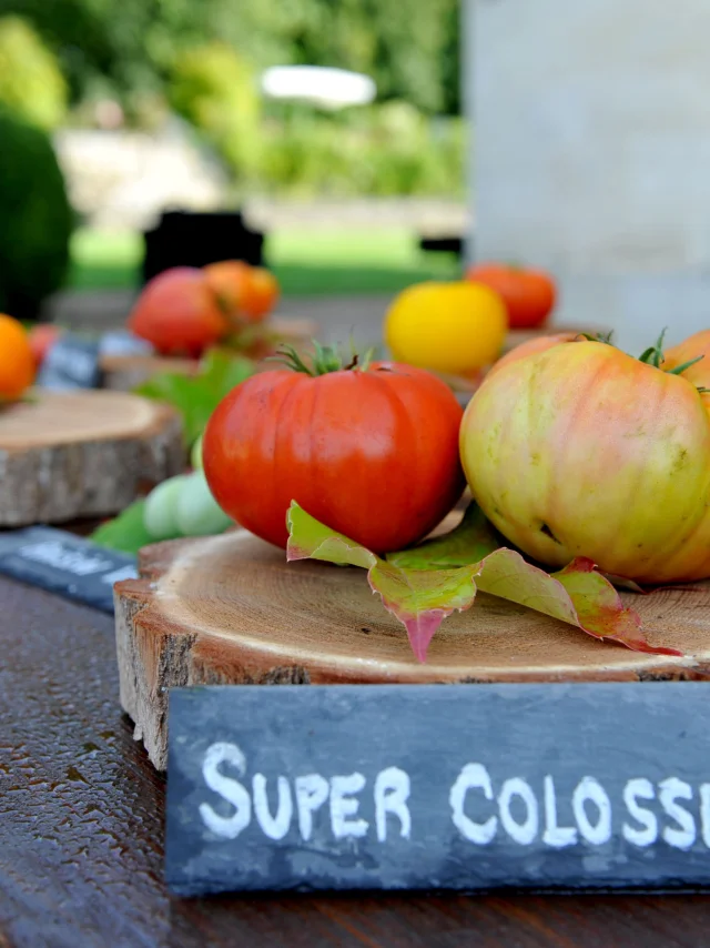 tomates du château de la Bourdaisière