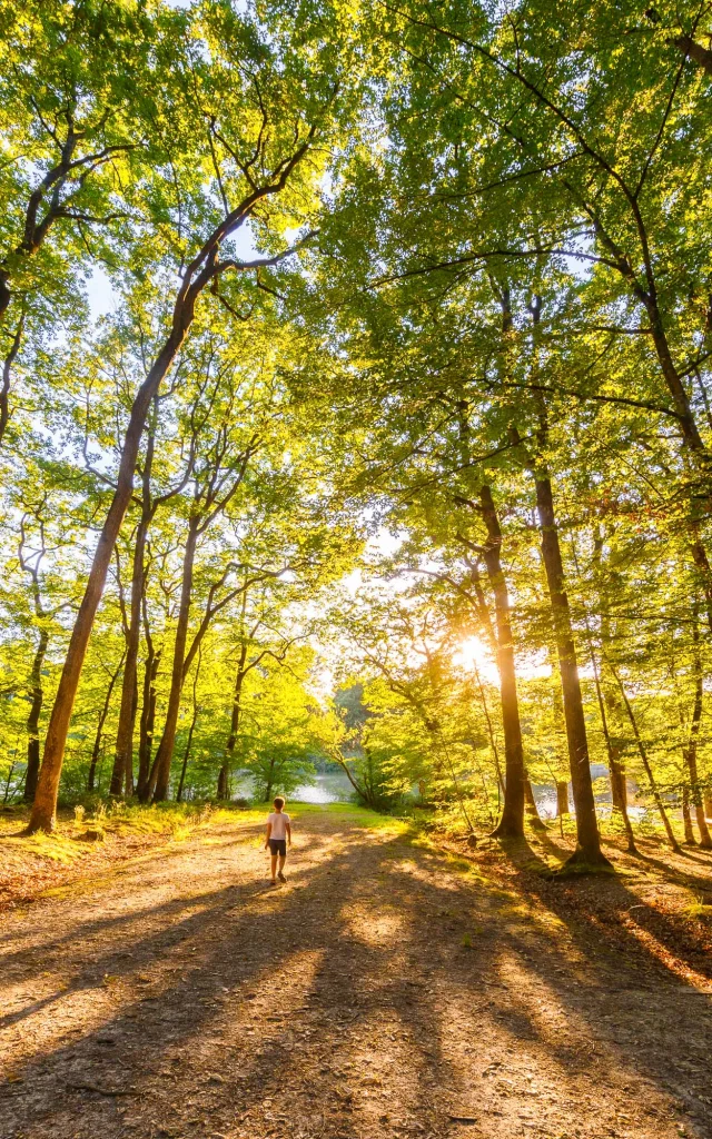 Forêt de Loches