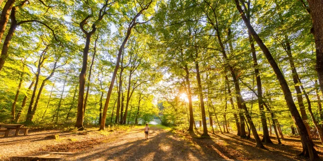 Forêt de Loches