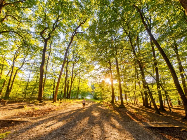 Forêt de Loches