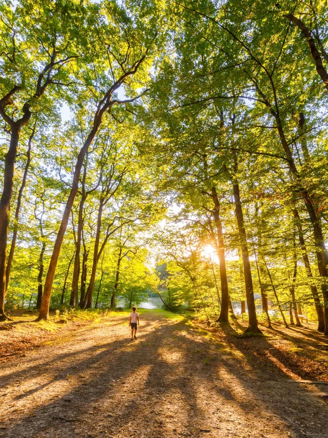 Forêt de Loches